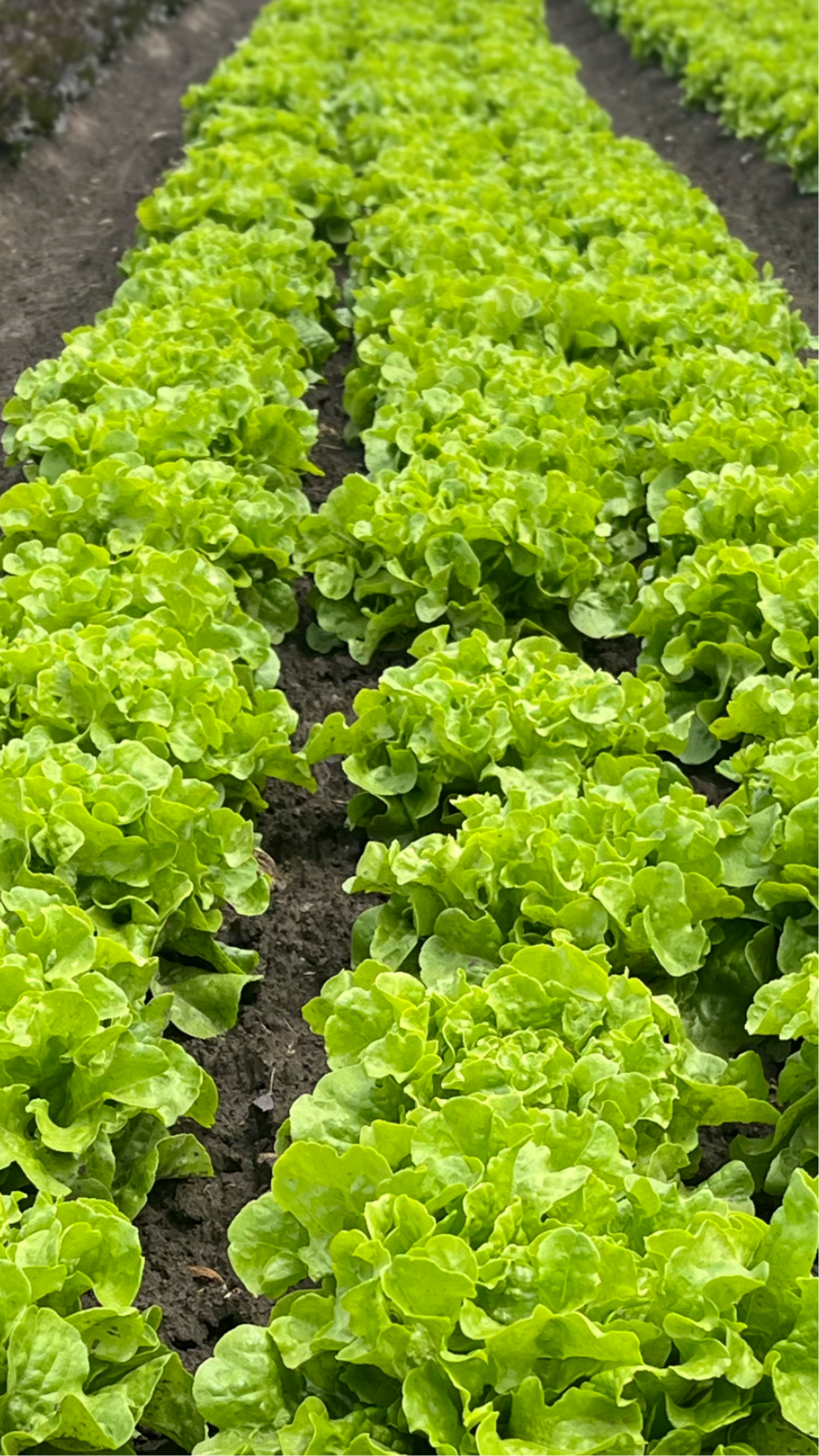 Sprout Organic Potting and Seed Starting Mix