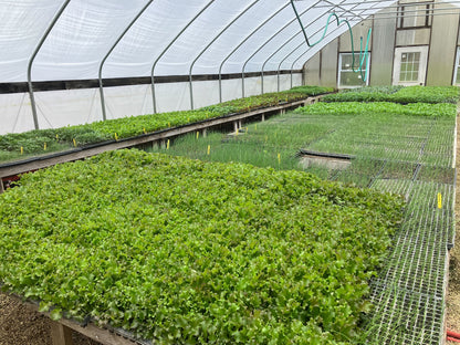 Sprout Organic Potting and Seed Starting Mix