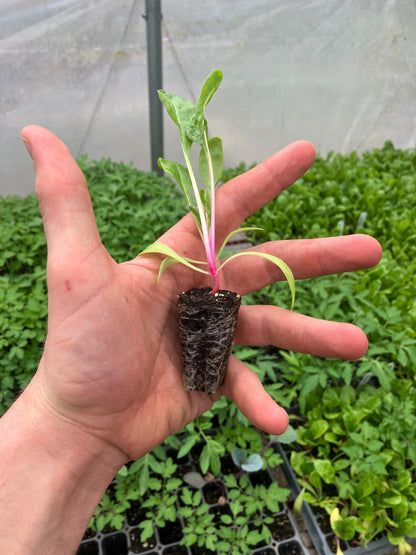 Sprout Organic Potting and Seed Starting Mix