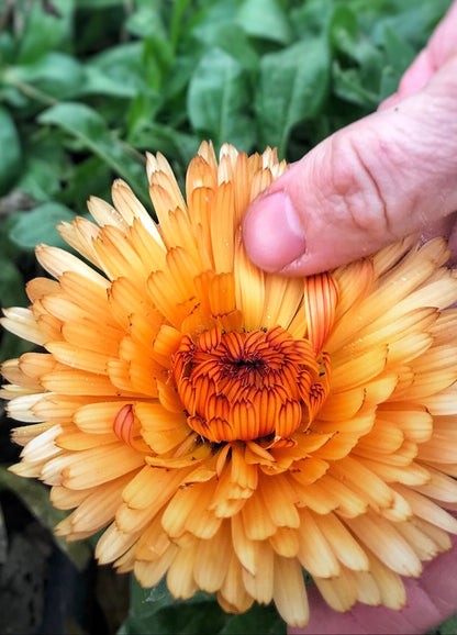Boost - Organic Amendment  & Soil Improver