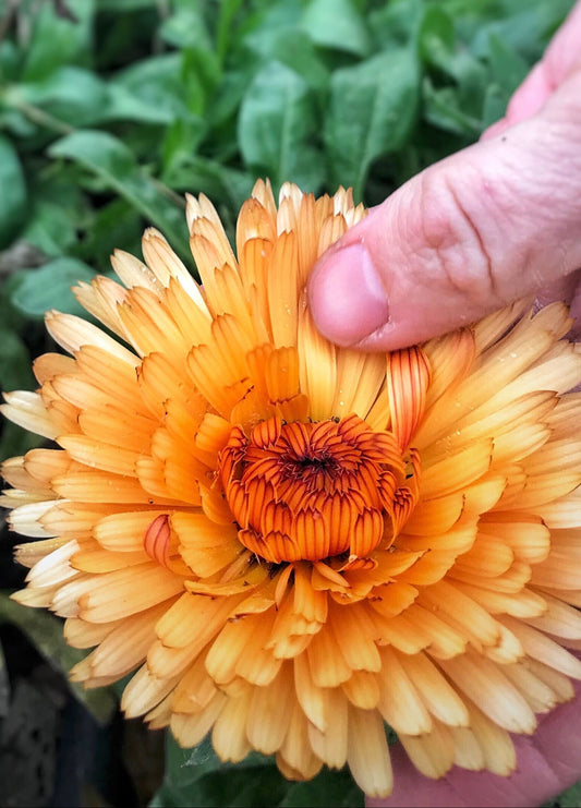 Boost - Organic Amendment  & Soil Improver
