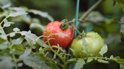 Grow - Organic Raised Bed and General-Use Soil Mix