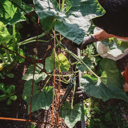 Grow - Organic Raised Bed and General-Use Soil Mix