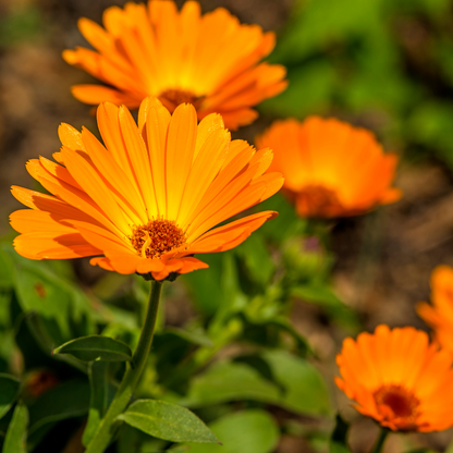 Grow - Organic Raised Bed and General-Use Soil Mix