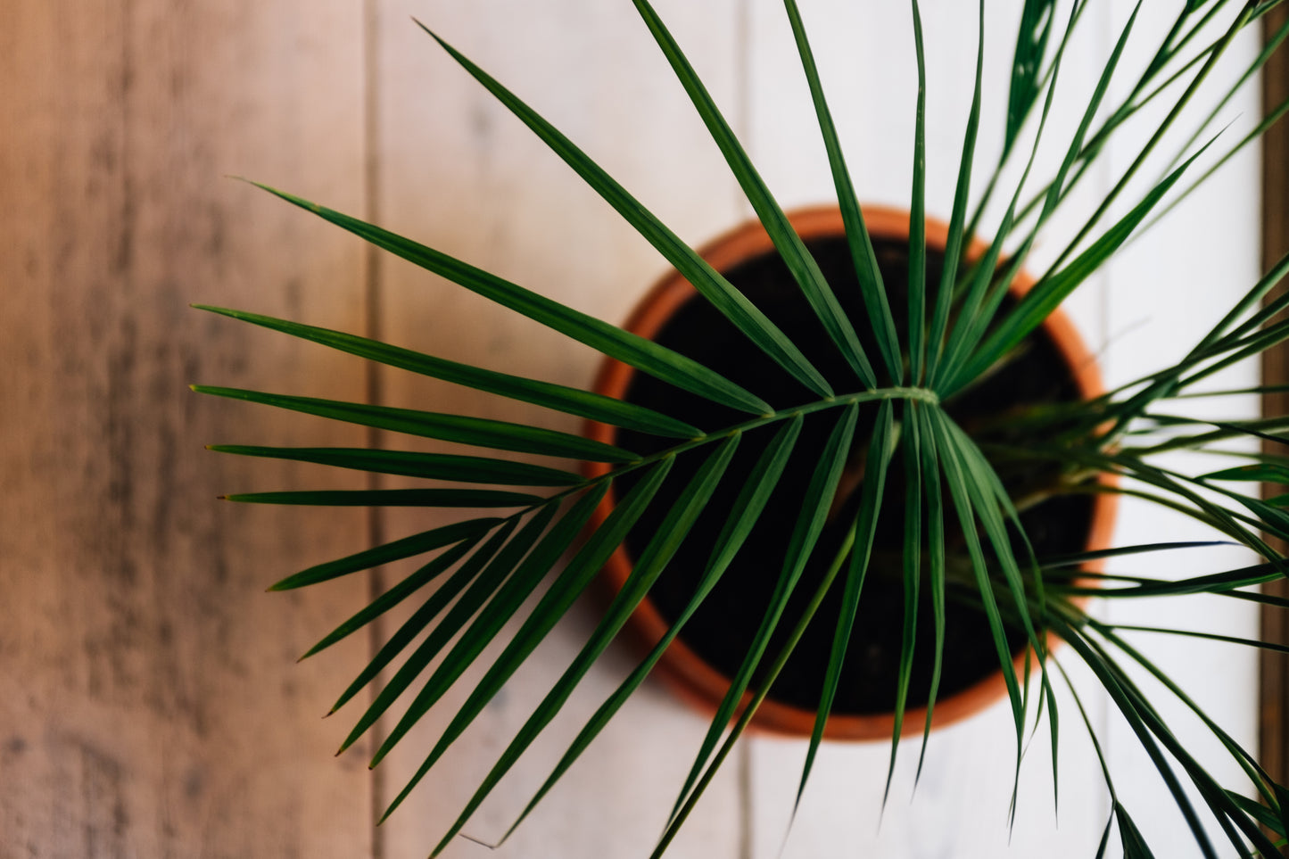 House - Organic Indoor Houseplant Soil Mix