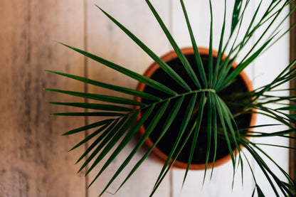 House - Organic Indoor Houseplant Soil Mix